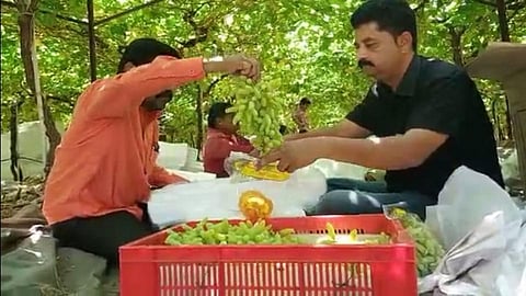 Malegaon Grapes