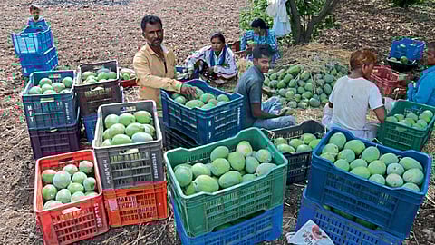 बेलसर (जि.पुणे) - बागेमध्ये आंबा प्रतवारी करताना संताेष मंडलिक.