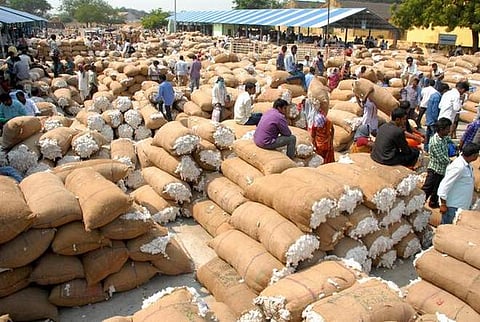 Farmers selling cotton withou cost