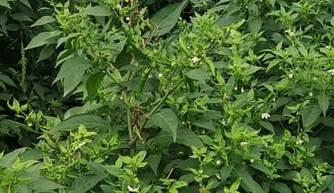 लिंबेजळगाव (ता.गंगापूर) ः परिसरात मजुरांअभावी मिरचीची तोडणी झालेली नाही.
