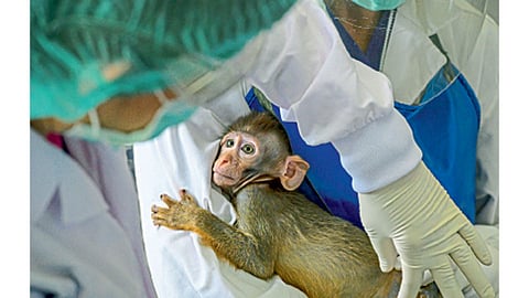 साराबुरी - चुलालोंगकोर्न विद्यापीठातील राष्ट्रीय वानर संशोधक केंद्रामधील प्रजोत्पादन केंद्रातील कर्मचारी प्रयोगशाळेतील माकडाच्या पिल्लाची तपासणी करताना.