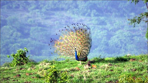 The count of peacocks in Ambi Khalsa suddenly decreased