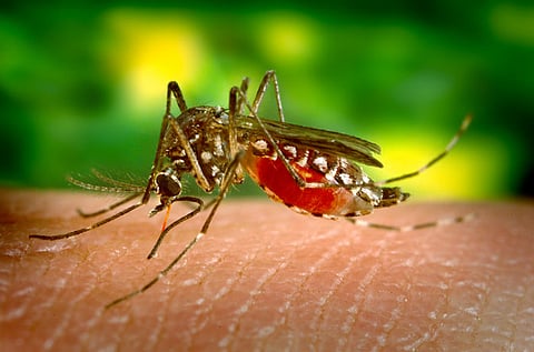 akola news Eventually the mind woke up, sprayed with sodium hypochloride to get rid of mosquitoes