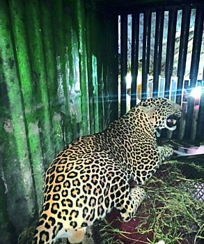 Leopard caged in Phungi Pimpalgaon