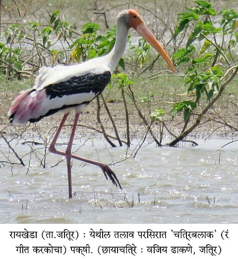 ‘चित्रबलाका’