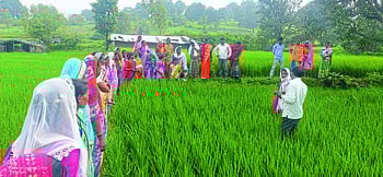 भातशेतीसाठी ‘एसआरटी’ तंत्रज्ञानाचा आदिवासी भागात वापर !