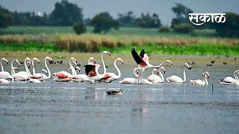 News about Bird Sanctuary at Nandurmadhyameshwar Nashik Marathi News