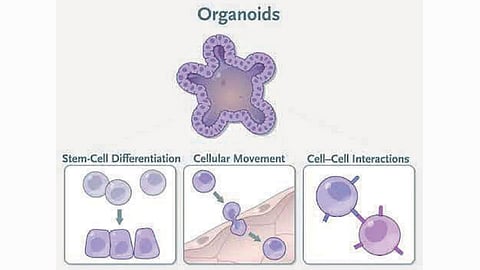 Organoids