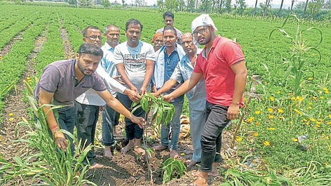 व्हिडिओ कॉलद्वारे अंत्यदर्शन अन् वृक्षारोपणातून रक्षा विसर्जन