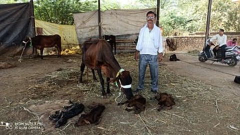 ढोर बाजारात विक्रीसाठी आली आणि गायीने आश्चर्यकारक अशी लाखात एक घटना घडवली