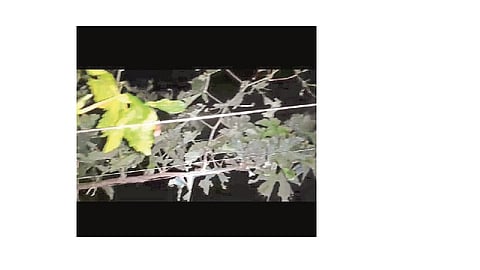 New crisis after lockdown in Palus taluka