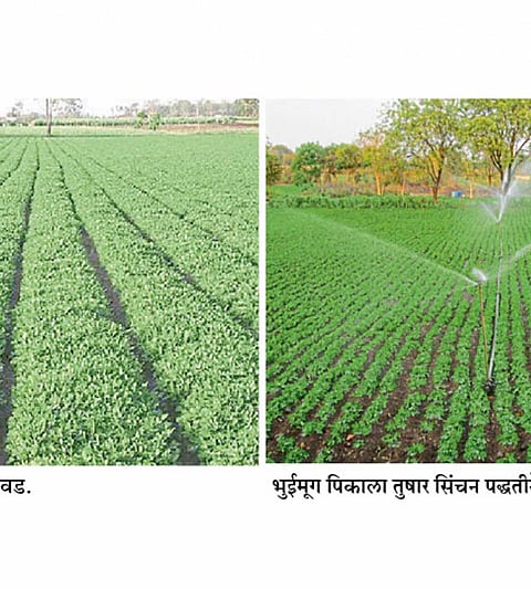 The Meeting of Agriculture Department under chairmanship of Bharane in Solapur district