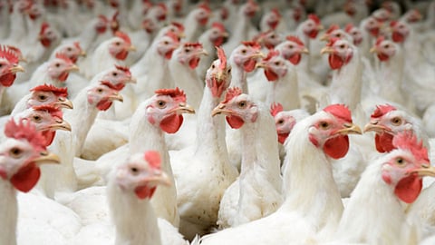 पश्चिम बंगालचा पोल्ट्री उद्योग संकटात