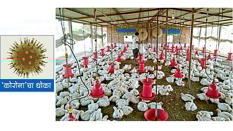 नाणोली - येथील शेतातील पोल्ट्री फार्म.