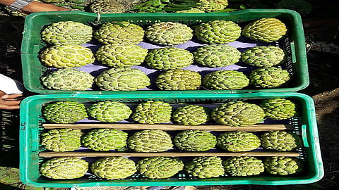 Purandar custard apple season is wrapped up a month and a half in advance