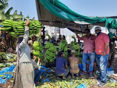 केळी निर्यात बंगाली कामगारांवर अवलंबून !