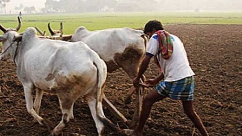 Only 33 percent of Kharif are sown in district dhule Agriculture News