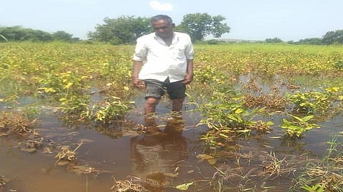 Rain Damaged Crops In Ambad
