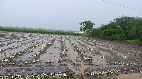 Rain Damaged Onions In Paranda Block