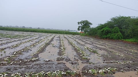 Rain Damaged Onions In Paranda Block