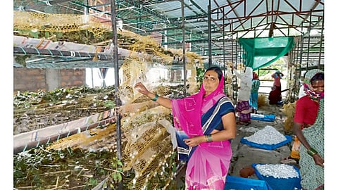 घरातील महिला सदस्य रेशीमशेती करून दर्जेदार कोष उत्पादन घेतात.