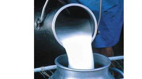 health news benefits of camel milk