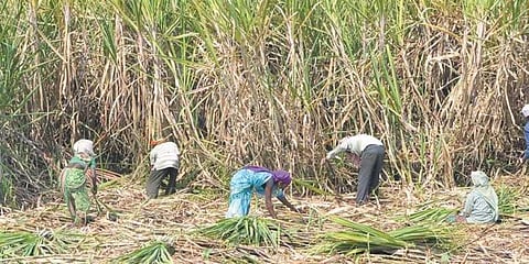 18 lakhs from Mukadam; Four farmers cheated by three