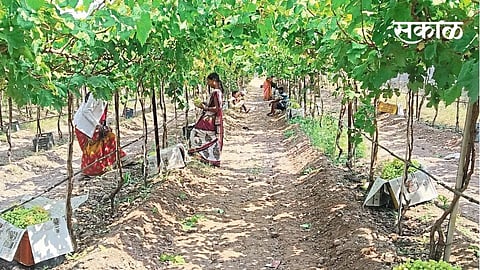 grape season towards end; However the decline in prices continued...