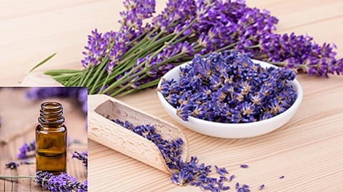health news benefits of lavender essential oil