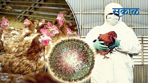 bird flu