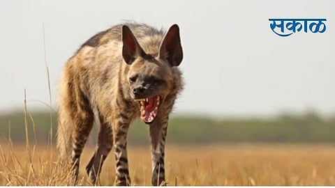 28 goats killed in Tarsa attack in Bahadurwadi in Valva taluka