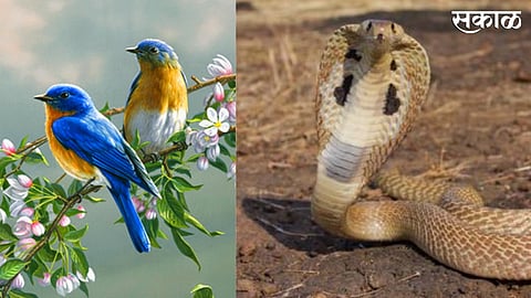 now digital elections for Birds and Snakes in wardha district