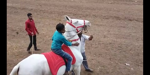 sarangkheda chetak festival