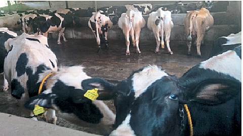 दुग्धव्यवसायासाठी ऑस्ट्रेलियातून आणलेल्या गाई.