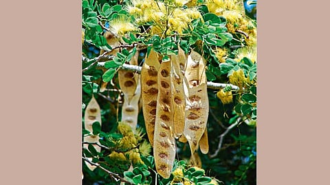 शिरीष नावाचा वृक्ष विषाचा नाश करणाऱ्या द्रव्यांमध्ये सर्वश्रेष्ठ असतो.