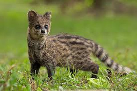 Indian small Siwet cat