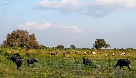 Smritivan Yojana implemented in 16 old villages before the earthquake in Lohara taluka has been scrapped due to negligence of the Forest Department..jpg