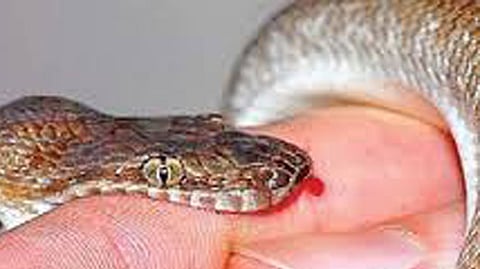 Snake Bites Farmers Died Hadgaon Tahula Incidence