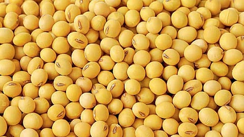 Soybean