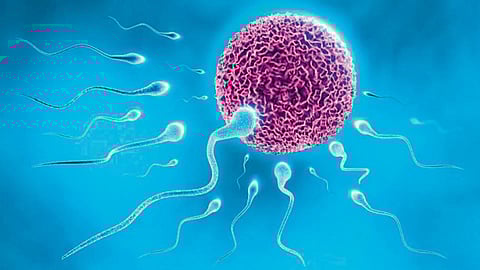 Spermatozoon
