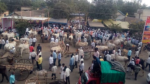 पाण्यासाठी सांगोल्यात जनावरांसह शेतकर्यांचे धरणे आंदोलन