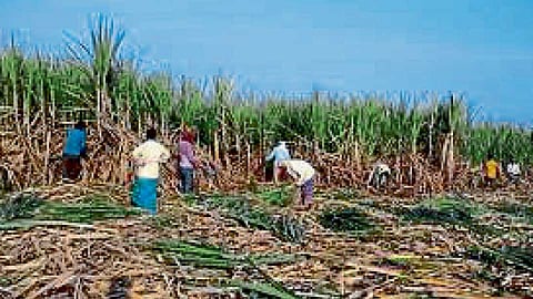 Sugarcane