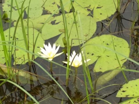 जैवविविधतेने नटलेल्या तळोद्यात पाच वर्षांनी उमलले पांढरे कमळ