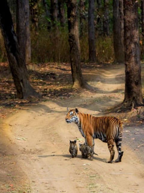 Tadoba Tiger