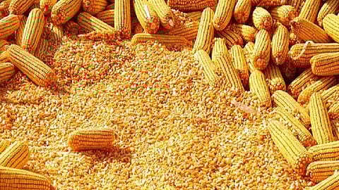 Target of 56 thousand quintals for purchase of maize at guaranteed price in the nashik district