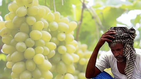 grapes farming