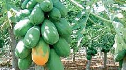 The prices of papaya crop increase