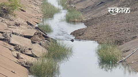 The right canal of Isapur dam near Akhada Balapur in Kalamanuri taluka is in bad condition.jpg