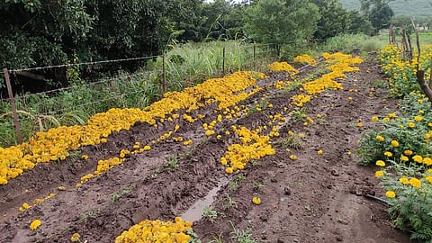 The soaked marigold due to heavy from Narodi rain had to be thrown in the field