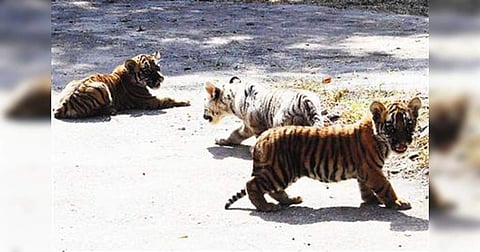 Tiger calves